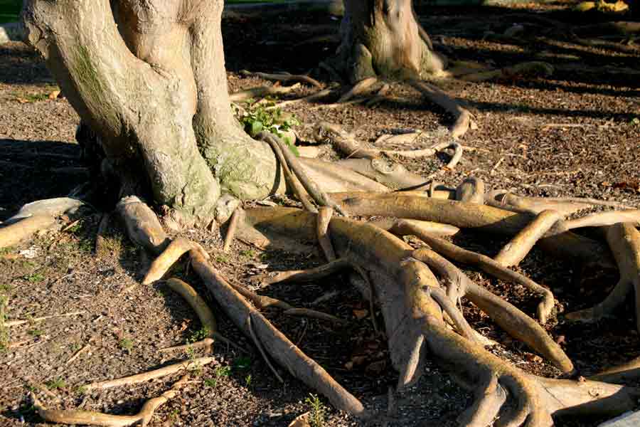 Фото жизнь (light) - Леонид Пикус - корневой каталог - Леонид Пикус. АРТЕРИИ ЖИЗНИ. 2004 г.