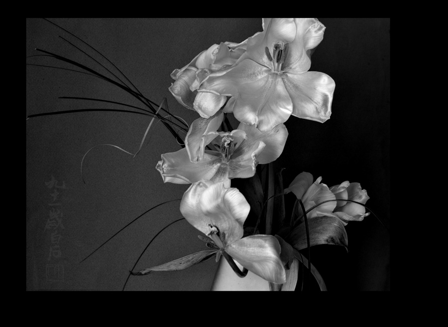 Фото жизнь - olgapetrova - корневой каталог - орхидеи