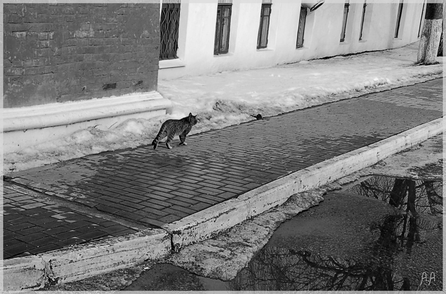 Фото жизнь (light) - Алексей Андросов - Всякое разное - Кошка, которая гуляет сама по себе