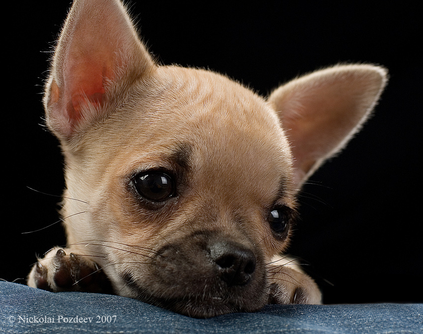 Фото жизнь (light) - Николай Поздеев - Chihuahua - ***