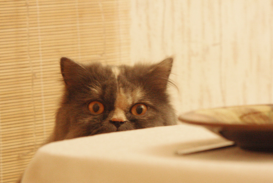 Фото жизнь (light) - Антонина Морозова - Братья наши меньшие - Опять ты!?