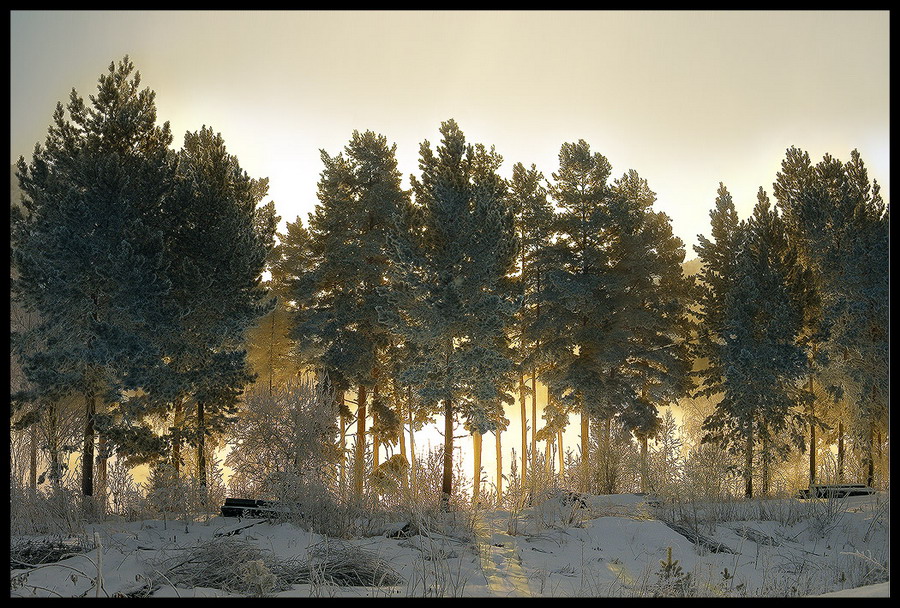 Фото жизнь - Ed_Alt - корневой каталог - Позолотил восход сербрянный лес.