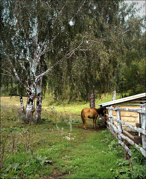 Фото жизнь (light) - Eland - Пейзажи, фотопутешествия и фотопрогулки - ..ходят кони..