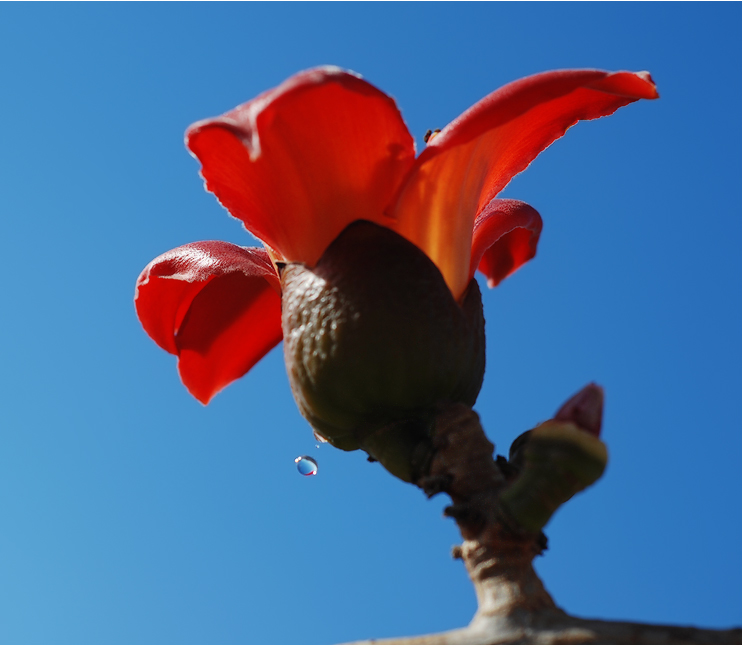 Фото жизнь (light) - kuchum13 - Растения, насекомые, мелкая живность, ракушки, камушки - Весна-красна и капелька