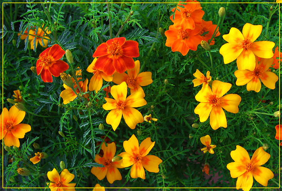 Фото жизнь (light) - filips - Цветы - Тагетесы