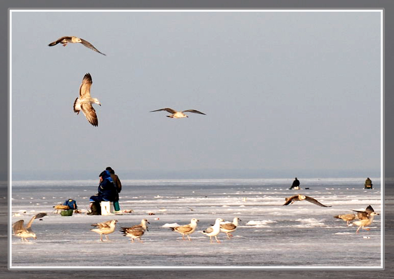 Фото жизнь (light) - Tessa-L - корневой каталог - Рыбаки и чайки