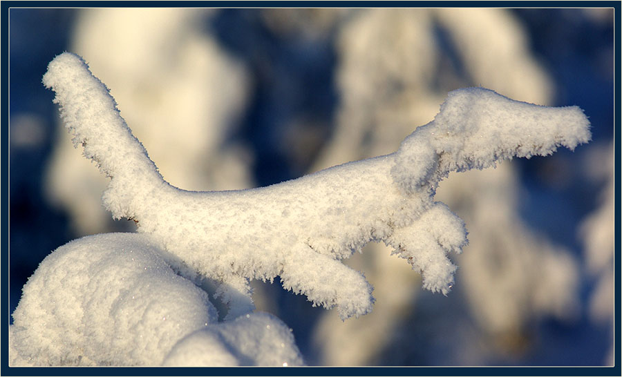 Фото жизнь (light) - Виктор Солодухин - Сказочная зима - Творение Зимы. Такса.