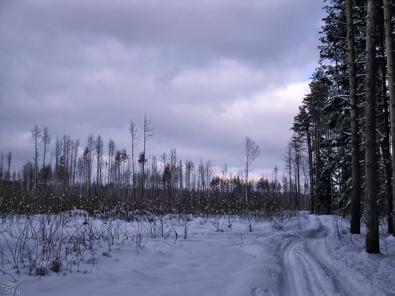 Фото жизнь (light) - Natali Sky - Весь этот снег - Зимний вечер в Мёртвом лесу