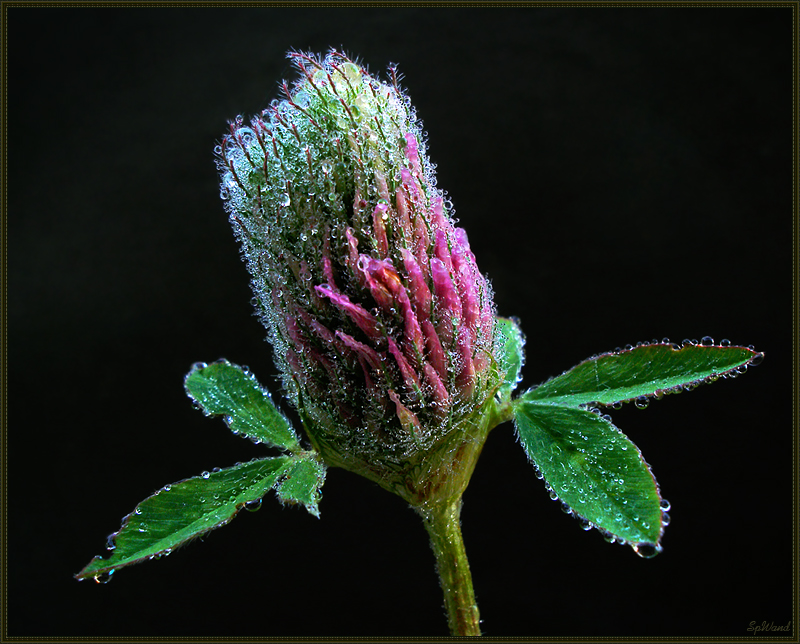 Фото жизнь (light) - spwand - Цветы  - КЛЕВЕР ЛУГОВОЙ (Trifolium pratense L.)