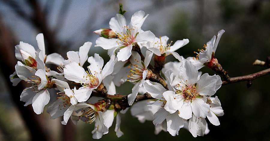 Фото жизнь (light) - alenyska - "природа которая рядом" - весна!