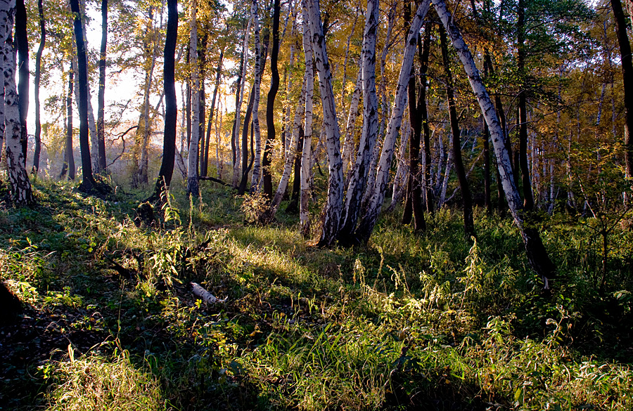 Фото жизнь (light) - Pavvlovich - Пейзажи и природа - Утро в лесу...