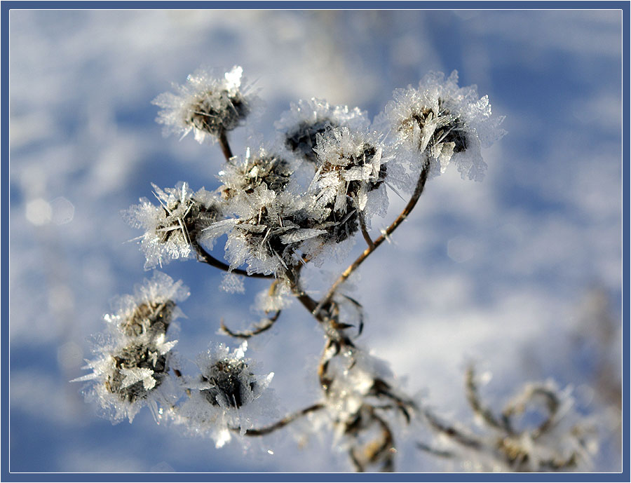 Фото жизнь - Виктор Солодухин - Сказочная зима - Хрустальный цветок