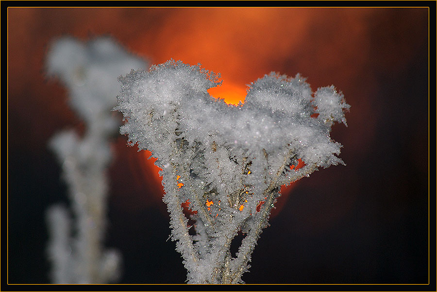 Фото жизнь (light) - Виктор Солодухин - Сказочная зима - Цветы Зимы. Пижма