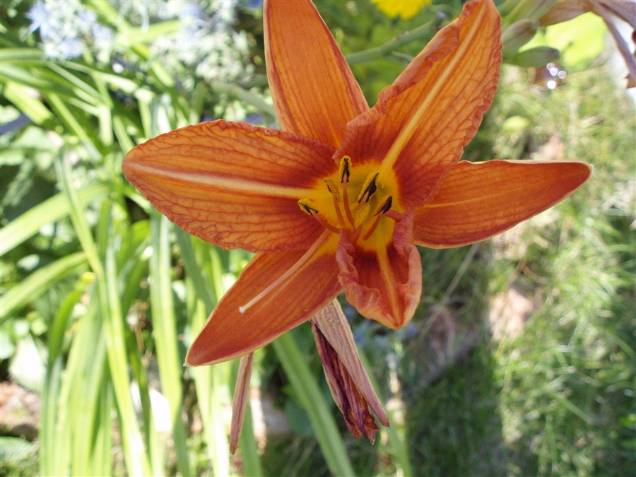 Orange