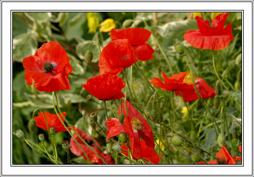 Фото жизнь (light) - Pan Waclaw - корневой каталог - НЕмонохром....