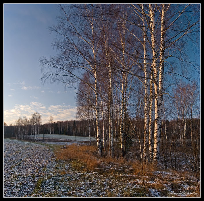 Фото жизнь (light) - Aleksandr Bondar - корневой каталог - поле с березками