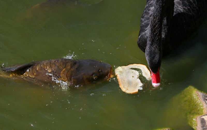 Фото жизнь (light) - Рогов Пётр - корневой каталог - Завтрак на двоих