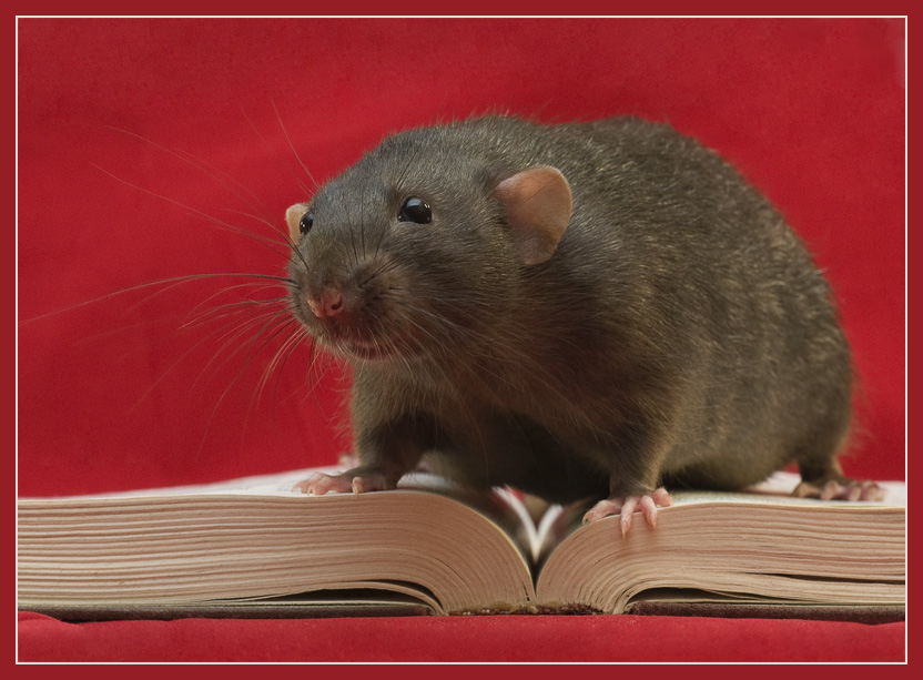 Фото жизнь (light) - Jessy - Alb3. Fancy Rats - Знания - сила!