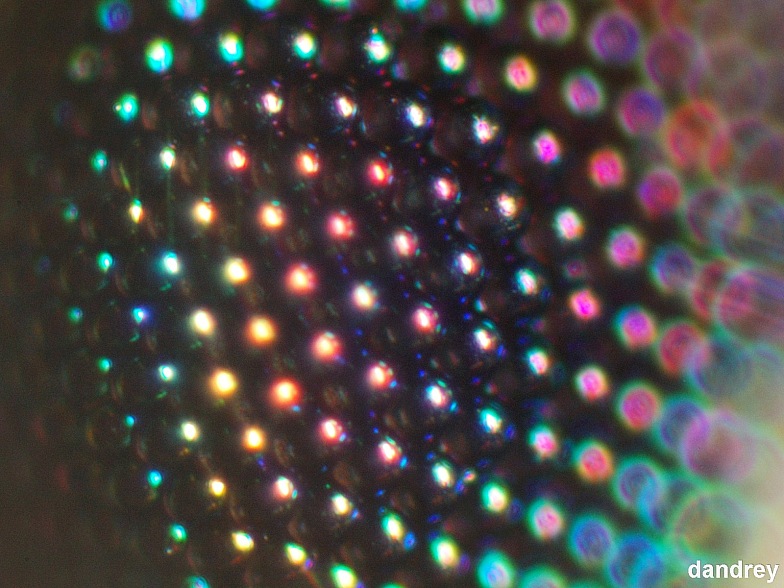 Фото жизнь (light) - dandrey - Макро - DISCO BALL