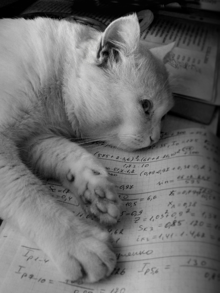 Фото жизнь - Синицына Ольга - братья :) - расчетливый кот
