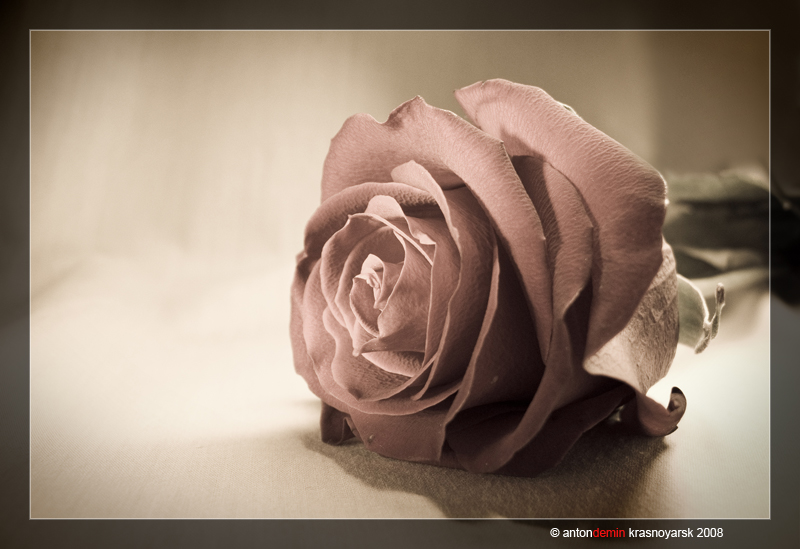 Фото жизнь (light) - Антон Демин - Натюрморты - Нежность
