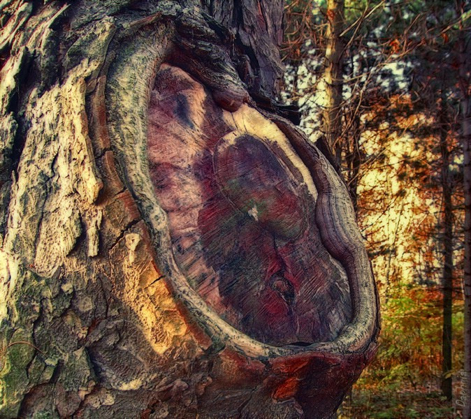 Фото жизнь (light) - Daphnia - Дерева для глумежа. - Человечище.
