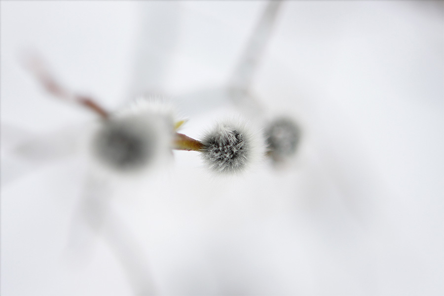 Фото жизнь (light) - Сергей Малюгин - природа - весенний позитив