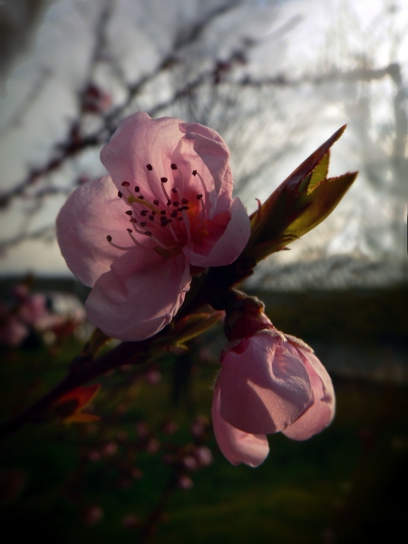Фото жизнь (light) - Синицына Ольга - цветики - персик