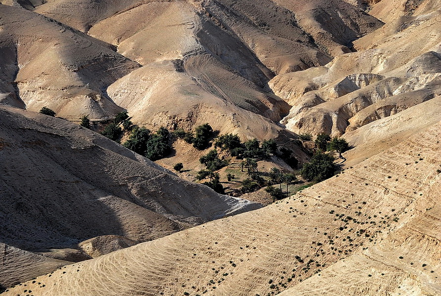 Фото жизнь - green - корневой каталог - оазис
