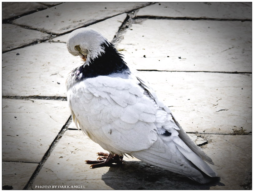 Фото жизнь (light) - dark-angel - Animals - Франт