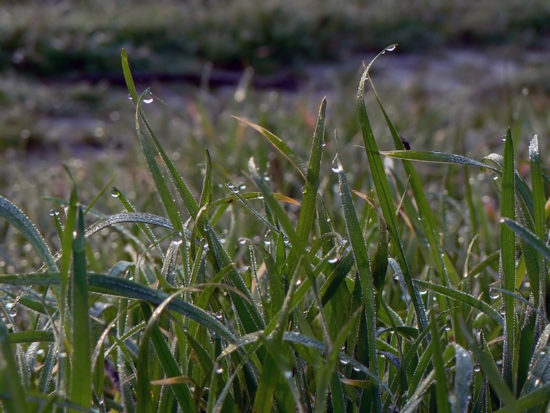 Фото жизнь (light) - Синицына Ольга - макро - взбодритесь! :)