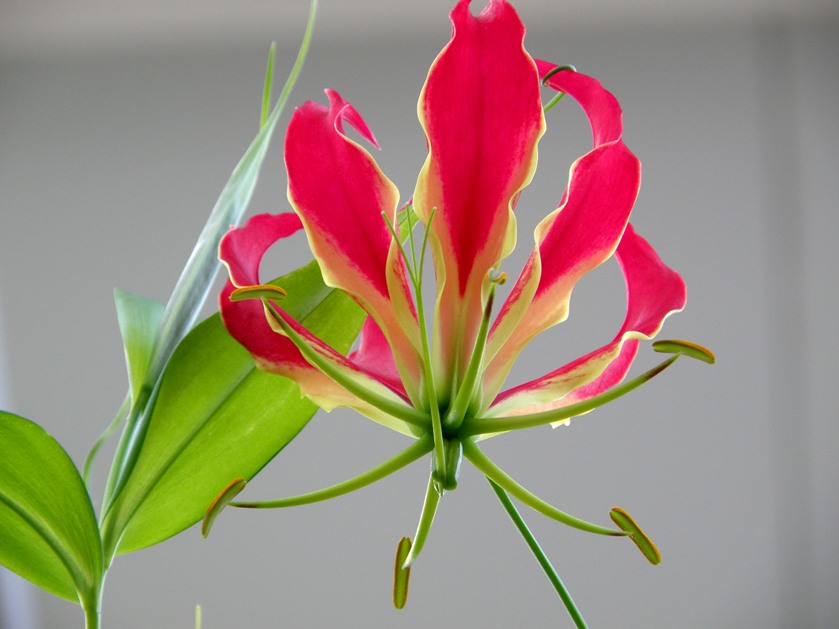 Фото жизнь (light) - Геннадий Нехай - Флора - Факел