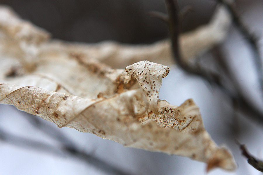 Фото жизнь (light) - Сергей Малюгин - природа - ****