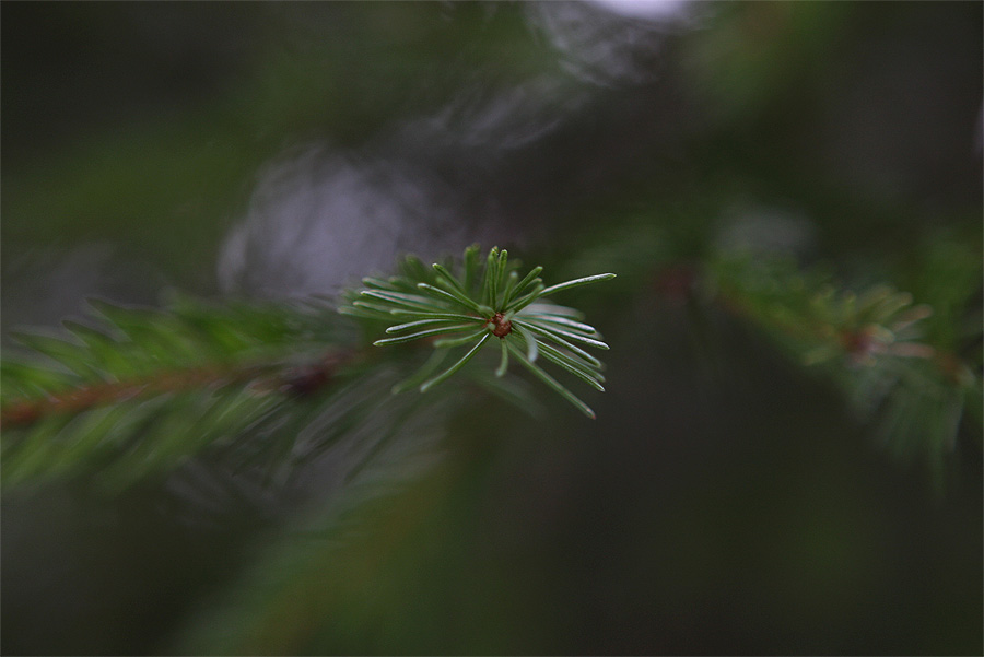 Фото жизнь (light) - Сергей Малюгин - природа - еловый бум :)