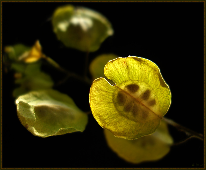 Фото жизнь (light) - SpWand - Макро_природа - Тепло весеннего света