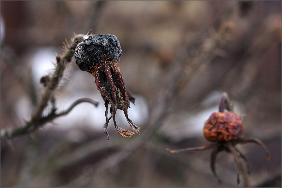 Фото жизнь (light) - Сергей Малюгин - природа - танцуют Все
