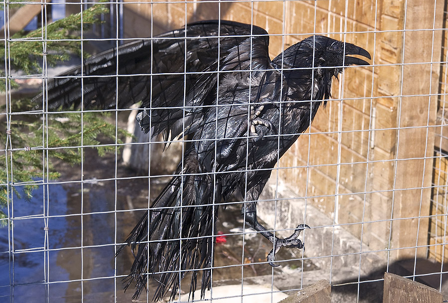 Фото жизнь (light) - МТВ - природа - Накупался и обсыхает