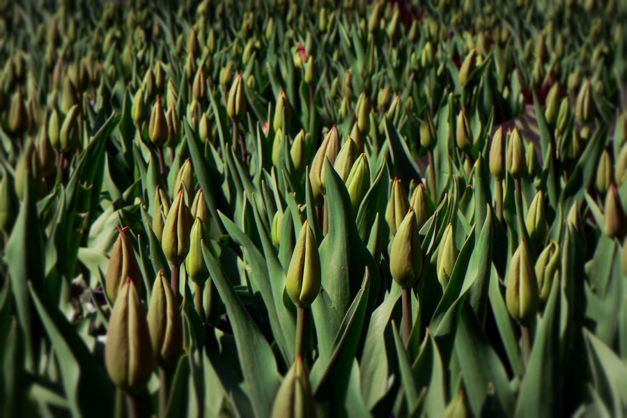 Фото жизнь (light) - Синицына Ольга - цветики - дети Весны