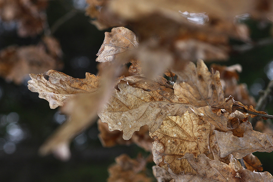 Фото жизнь (light) - Сергей Малюгин - природа - ****