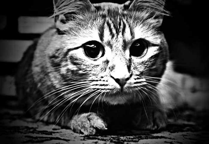 Фото жизнь (light) - Toriunder - animals - Chip.