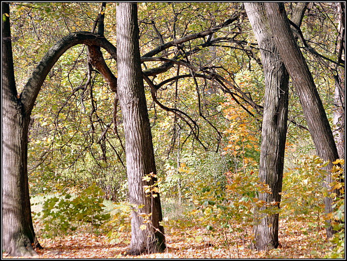 Фото жизнь - pimen - корневой каталог - Танец деревьев
