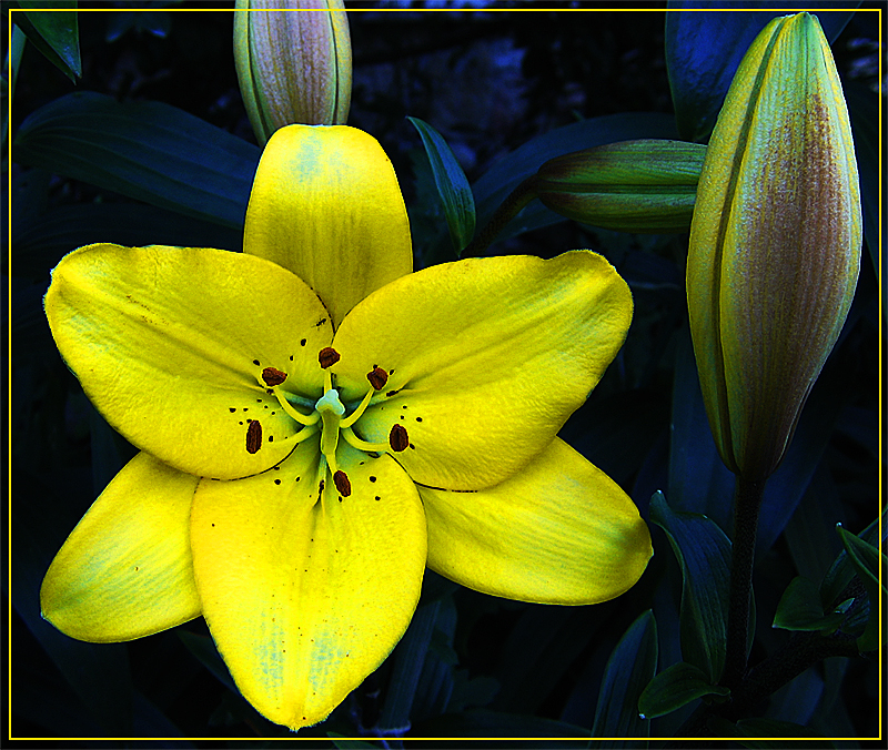 Фото жизнь (light) - filips - Цветы - Лилия (до и после)