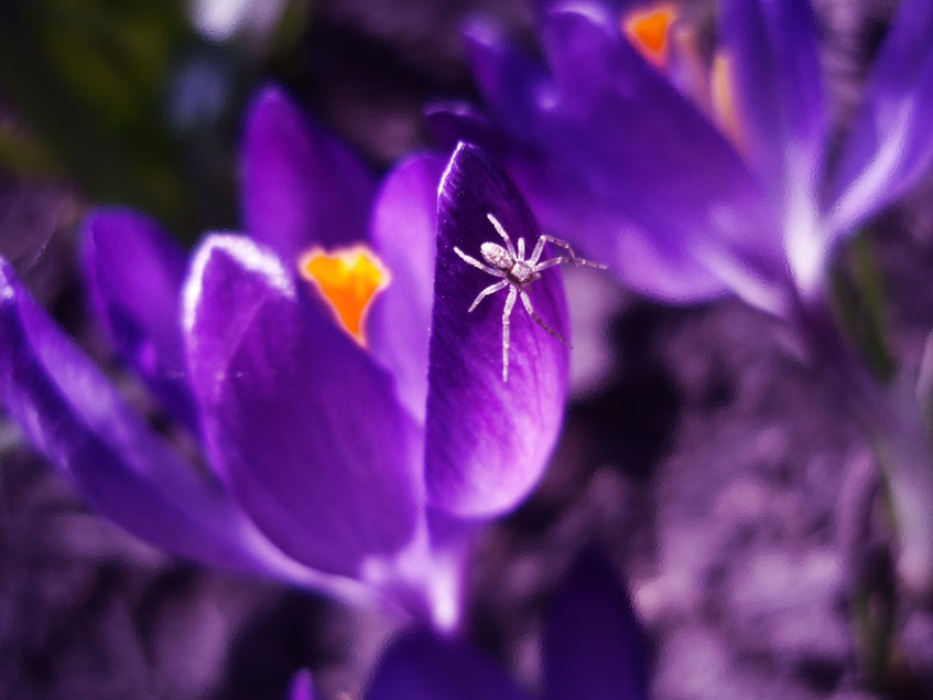 Фото жизнь (light) - lileia - весна - Крокуси