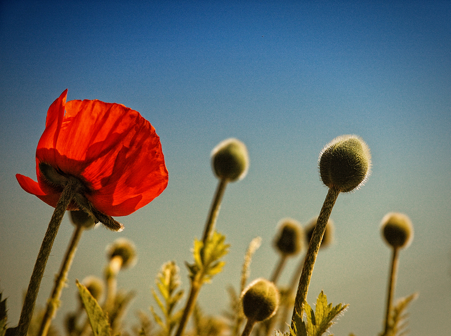 Фото жизнь (light) - sveta_koshka - Макро и цветы - Мак