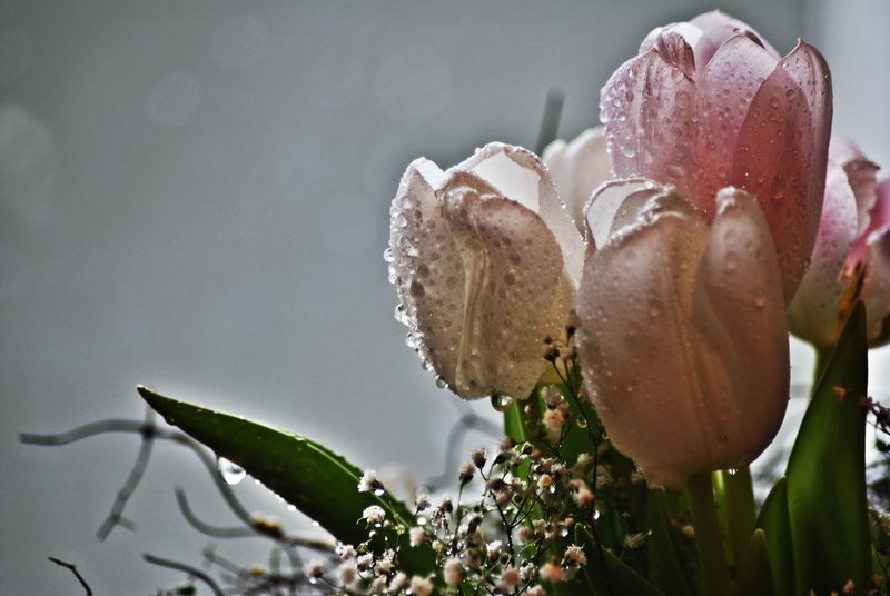 Фото жизнь (light) - aska - цветы,натюрморты - тюльпаны