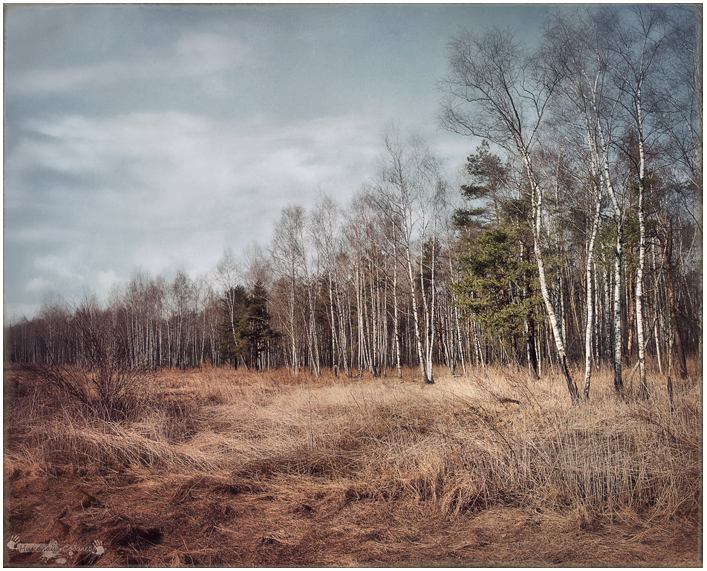 Фото жизнь (light) - nikolay.sobolev  -  - "Апрельский лес"
