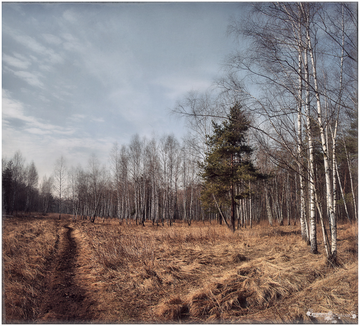 Фото жизнь (light) - nikolay.sobolev  -  - "Апрельский лес 2"