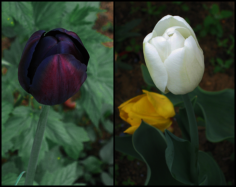 Фото жизнь (light) - filips - Цветы - Черное или белое (третьего не дано)