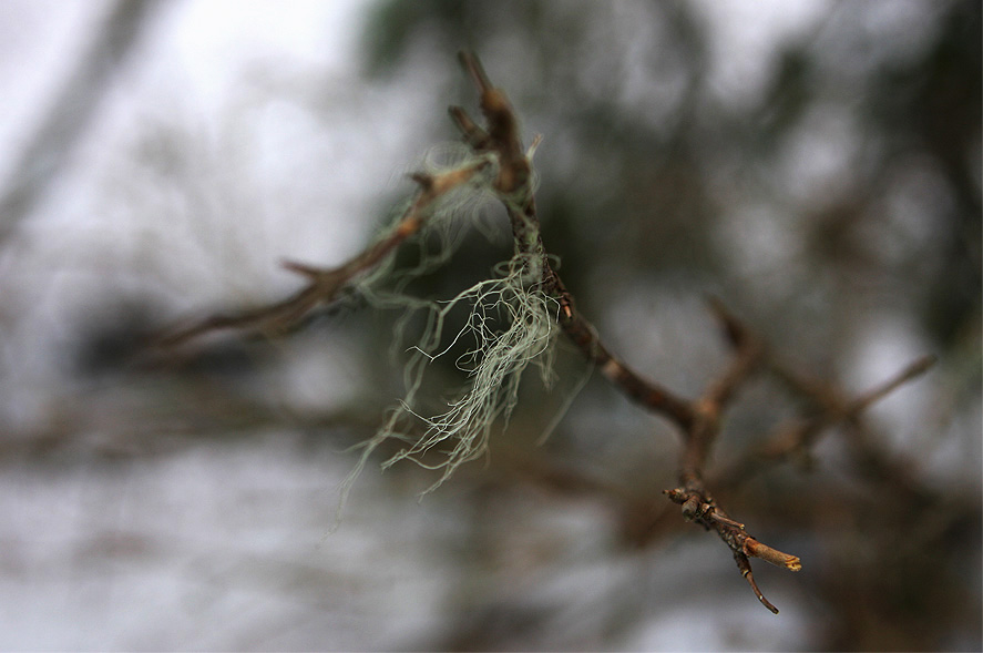 Фото жизнь (light) - Сергей Малюгин - природа - а нам по ветру