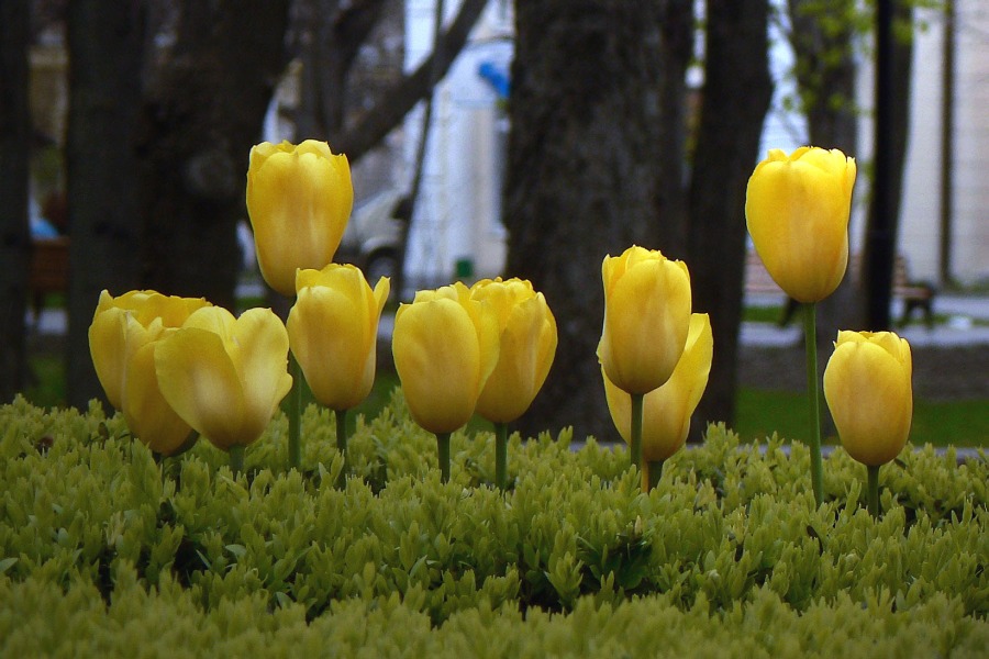 Фото жизнь (light) - Синицына Ольга - цветики - желтые тюльпаны
